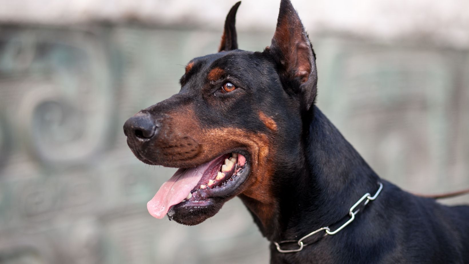 puppy:we8pdrlxgsa= doberman